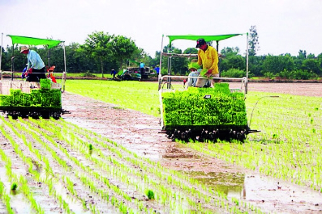 Các tỉnh đồng bằng sông Cửu Long cơ cấu lại lịch thời vụ gieo cấy