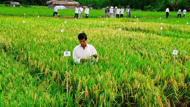 Lúa hè thu tốt bời bời, giá gạo xuất khẩu cao nhất trong 2 năm